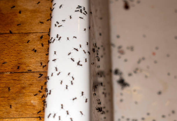Pest Control Cost in Fyffe, AL