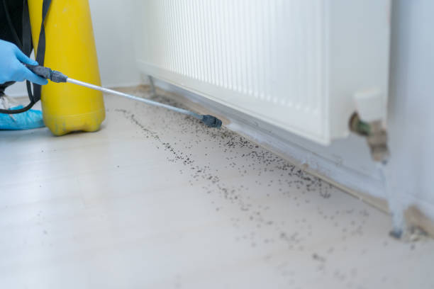Best Mosquito Control Services  in Fyffe, AL
